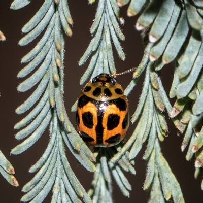 Peltoschema oceanica (Oceanica leaf beetle) at Macgregor, ACT - 14 Nov 2025 by AlisonMilton