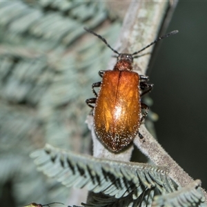 Ecnolagria grandis (Honeybrown beetle) at Macgregor, ACT - Yesterday by AlisonMilton