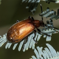 Ecnolagria grandis (Honeybrown beetle) at Macgregor, ACT - 14 Nov 2025 by AlisonMilton