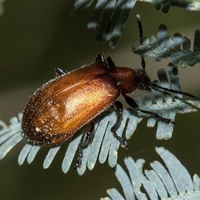 Ecnolagria grandis (Honeybrown beetle) at Macgregor, ACT - 14 Nov 2025 by AlisonMilton
