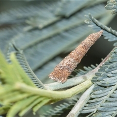 Conoeca or Lepidoscia (genera) IMMATURE (Unidentified Cone Case Moth larva, pupa, or case) at Macgregor, ACT - 14 Nov 2025 by AlisonMilton