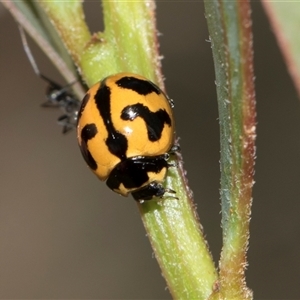 Coccinella transversalis (Transverse Ladybird) at Latham, ACT - Yesterday by AlisonMilton