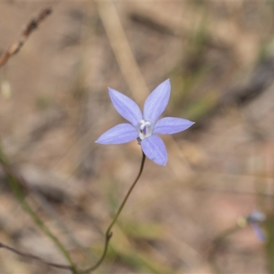 Wahlenbergia capillaris (Tufted Bluebell) at Latham, ACT - 14 Nov 2025 by AlisonMilton