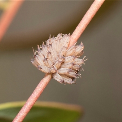 Paropsis atomaria (Eucalyptus leaf beetle) at Macgregor, ACT - 14 Nov 2025 by AlisonMilton