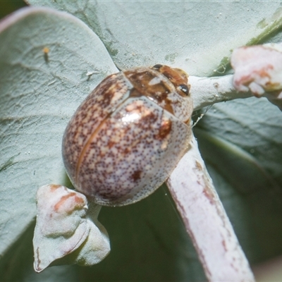 Paropsisterna m-fuscum (Eucalyptus Leaf Beetle) at Higgins, ACT - 14 Nov 2025 by AlisonMilton