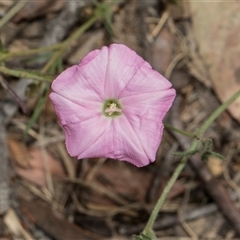 Convolvulus angustissimus at Higgins, ACT - 14 Nov 2025 by AlisonMilton