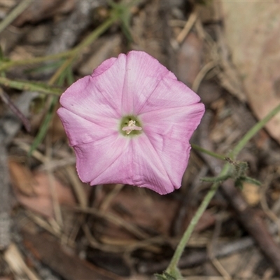 Convolvulus angustissimus at Higgins, ACT - 14 Nov 2025 by AlisonMilton