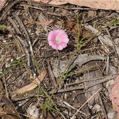 Convolvulus angustissimus at Latham, ACT - 14 Nov 2025 by AlisonMilton