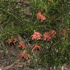 Grevillea juniperina subsp. fortis (Grevillea) at Latham, ACT - 14 Nov 2025 by AlisonMilton