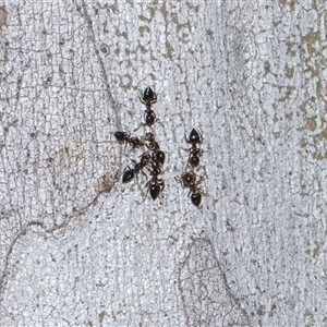Crematogaster sp. (genus) (Acrobat ant, Cocktail ant) at Latham, ACT - Yesterday by AlisonMilton