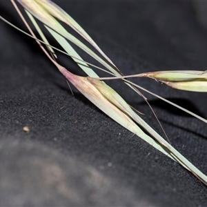 Themeda triandra (Kangaroo Grass) at Latham, ACT - 14 Nov 2025 by AlisonMilton