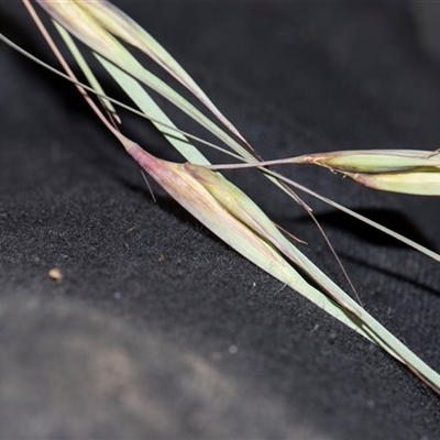 Themeda triandra (Kangaroo Grass) at Latham, ACT - 14 Nov 2025 by AlisonMilton