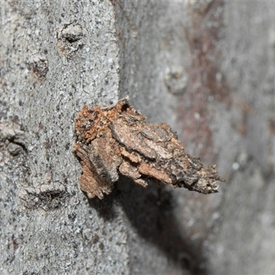 Psychidae (family) IMMATURE at Higgins, ACT - 14 Nov 2025 by AlisonMilton