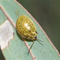 Paropsisterna cloelia (Eucalyptus variegated beetle) at Latham, ACT - 14 Nov 2025 by AlisonMilton