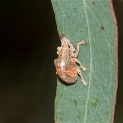 Gonipterus scutellatus (Eucalyptus snout beetle, gum tree weevil) at Latham, ACT - 14 Nov 2025 by AlisonMilton