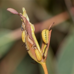 Gonipterus sp. (genus) (Eucalyptus Weevil) at Latham, ACT - Yesterday by AlisonMilton