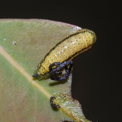 Gonipterus sp. (genus) (Eucalyptus Weevil) at Yarralumla, ACT - 11 Nov 2025 by AlisonMilton
