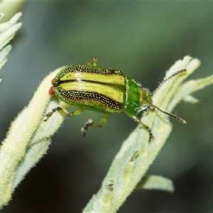 Calomela juncta (Leaf beetle) at Macgregor, ACT - Yesterday by AlisonMilton