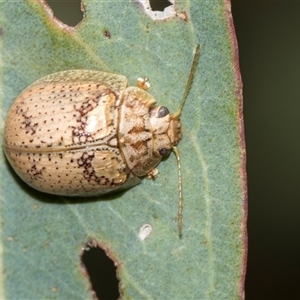 Paropsis charybdis (Eucalyptus leaf beetle) at Latham, ACT - Yesterday by AlisonMilton