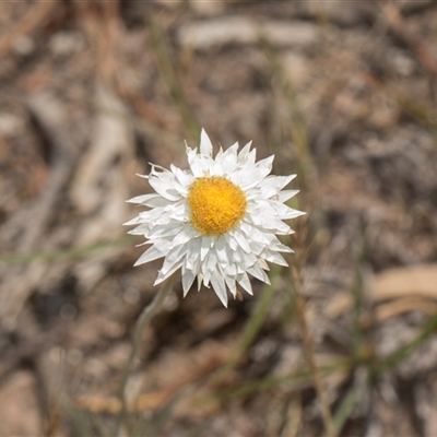 Leucochrysum albicans subsp. tricolor (Hoary Sunray) at Latham, ACT - 14 Nov 2025 by AlisonMilton