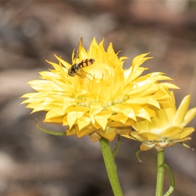 Syrphini (tribe) (Unidentified syrphine hover fly) at Latham, ACT - 14 Nov 2025 by AlisonMilton