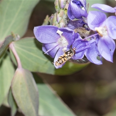 Syrphini (tribe) (Unidentified syrphine hover fly) at Latham, ACT - 14 Nov 2025 by AlisonMilton