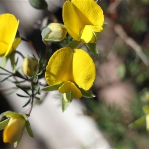 Unverified Plant at Booth, ACT - Yesterday by VanceLawrence