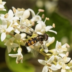 Melangyna viridiceps (Hover fly) at Higgins, ACT - 14 Nov 2025 by AlisonMilton