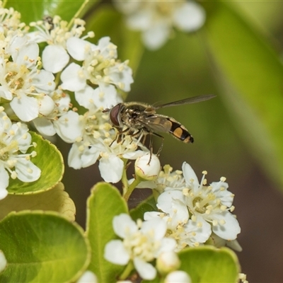 Melangyna viridiceps (Hover fly) at Higgins, ACT - 14 Nov 2025 by AlisonMilton