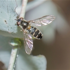 Melangyna collatus (Hover fly) at Higgins, ACT - 14 Nov 2025 by AlisonMilton