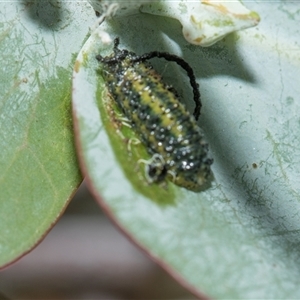 Gonipterus sp. (genus) (Eucalyptus Weevil) at Higgins, ACT - Yesterday by AlisonMilton