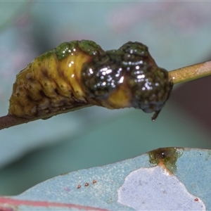 Unverified Weevil (Curculionoidea) at Yarralumla, ACT - 11 Nov 2025 by AlisonMilton