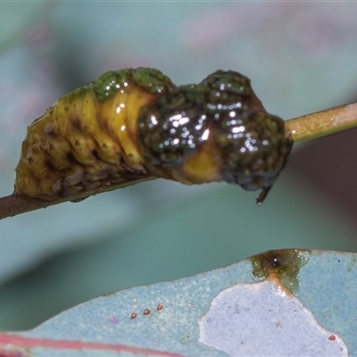 Gonipterini sp. (tribe) (A weevil) at Yarralumla, ACT - 11 Nov 2025 by AlisonMilton