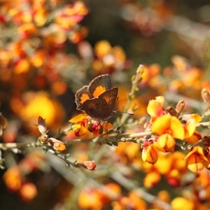 Unverified Butterfly (Lepidoptera, Rhopalocera) at Booth, ACT - Today by VanceLawrence