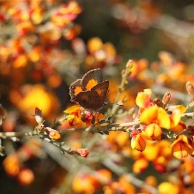 Paralucia aurifera at Booth, ACT - 15 Nov 2025 by VanceLawrence