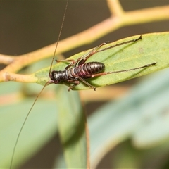 Torbia viridissima (Gum Leaf Katydid) at Higgins, ACT - 14 Nov 2025 by AlisonMilton