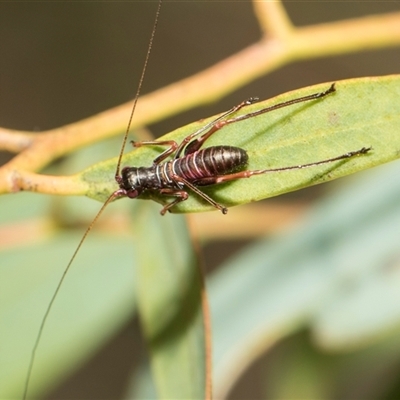 Torbia viridissima (Gum Leaf Katydid) at Higgins, ACT - 14 Nov 2025 by AlisonMilton