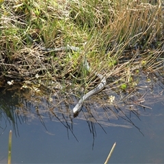 Austrelaps ramsayi (Highlands Copperhead) at Rendezvous Creek, ACT - Yesterday by VanceLawrence