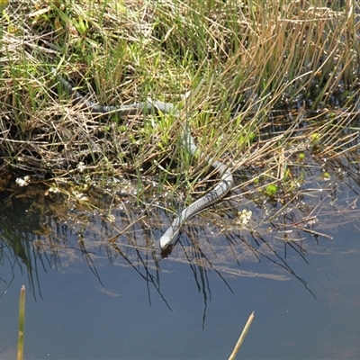 Austrelaps ramsayi (Highlands Copperhead) at Rendezvous Creek, ACT - Yesterday by VanceLawrence