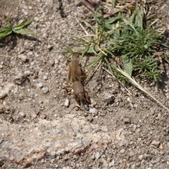Gryllotalpa sp. (genus) (Mole Cricket) at Rendezvous Creek, ACT - 15 Nov 2025 by VanceLawrence