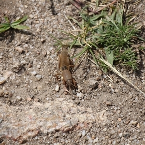 Gryllotalpa sp. (genus) at Rendezvous Creek, ACT - Today by VanceLawrence