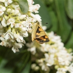 Ocybadistes walkeri (Green Grass-dart) at Higgins, ACT - 14 Nov 2025 by AlisonMilton
