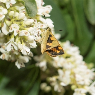 Ocybadistes walkeri (Green Grass-dart) at Higgins, ACT - 14 Nov 2025 by AlisonMilton