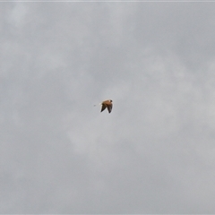 Falco cenchroides (Nankeen Kestrel) at Rendezvous Creek, ACT - 15 Nov 2025 by VanceLawrence