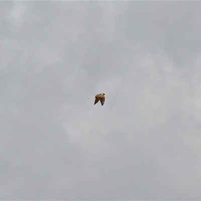 Falco cenchroides (Nankeen Kestrel) at Rendezvous Creek, ACT - 15 Nov 2025 by VanceLawrence