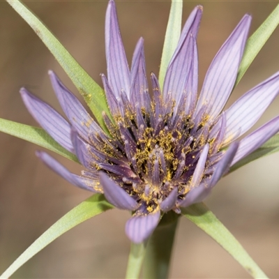 Tragopogon porrifolius (Salsify, Oyster Plant) at Latham, ACT - 14 Nov 2025 by AlisonMilton