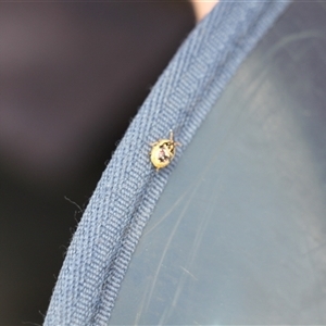 Unverified True bug (Hemiptera, Heteroptera) at Rendezvous Creek, ACT - Today by VanceLawrence