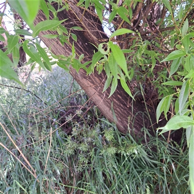 Salix nigra (Black Willow) at Fyshwick, ACT - 11 Nov 2025 by abread111