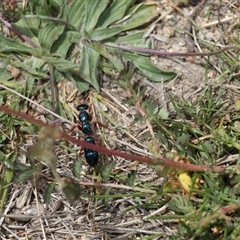 Diamma bicolor (Blue ant, Bluebottle ant) at Rendezvous Creek, ACT - 15 Nov 2025 by VanceLawrence