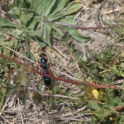 Diamma bicolor (Blue ant, Bluebottle ant) at Rendezvous Creek, ACT - 15 Nov 2025 by VanceLawrence